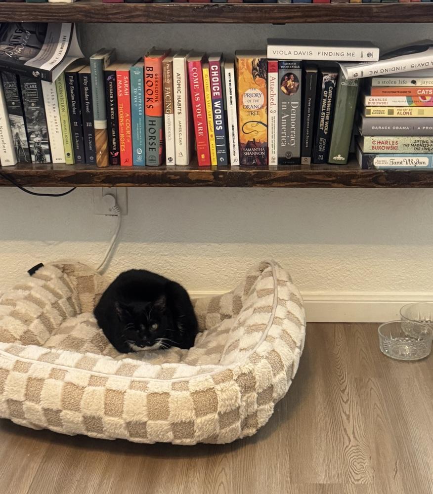 Enlarge Orca, a Adoptable mixed breed in Austin, TX image 3/6