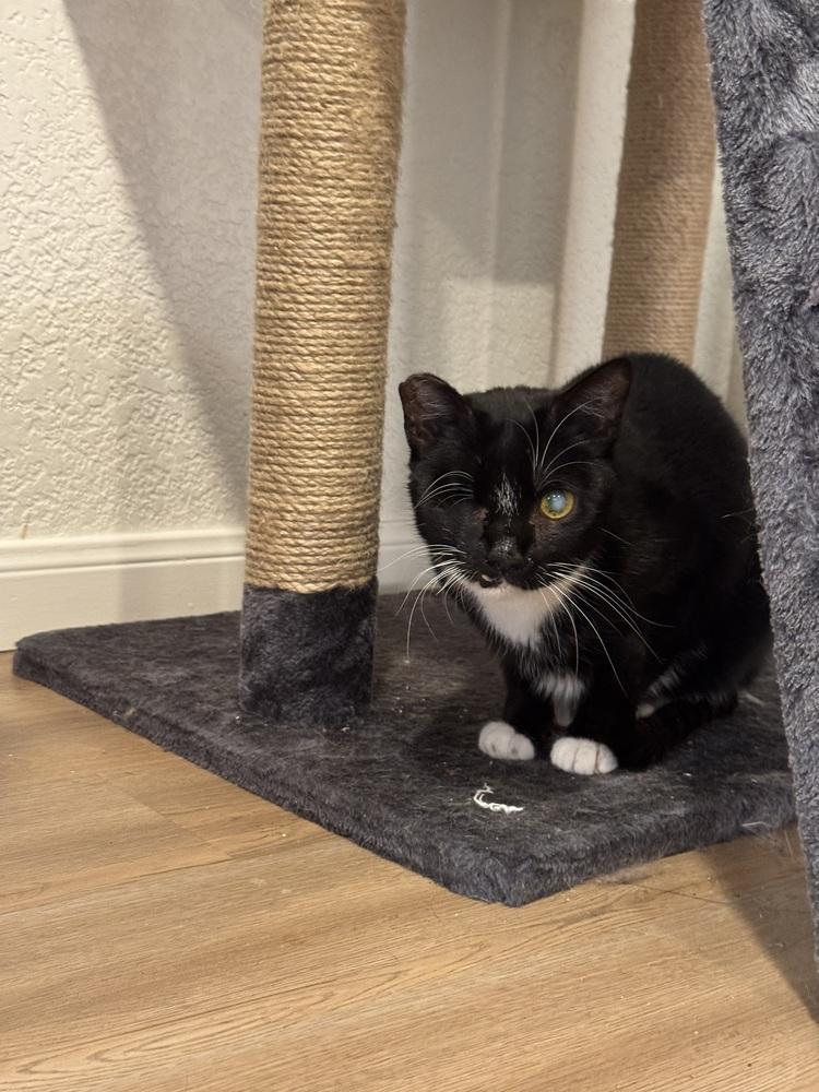 Enlarge Orca, a Adoptable mixed breed in Austin, TX image 4/6