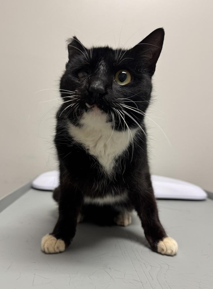 Enlarge Orca, a Adoptable mixed breed in Austin, TX image 5/6