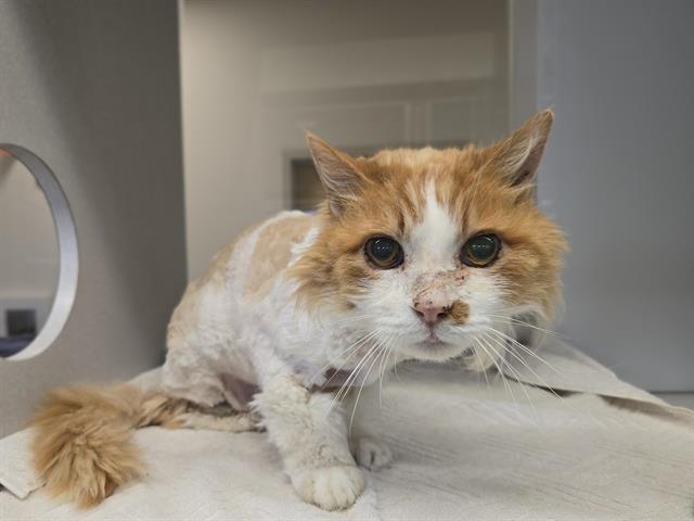 LEOPOLD, Adoptable, Adult Male Domestic Long Hair.