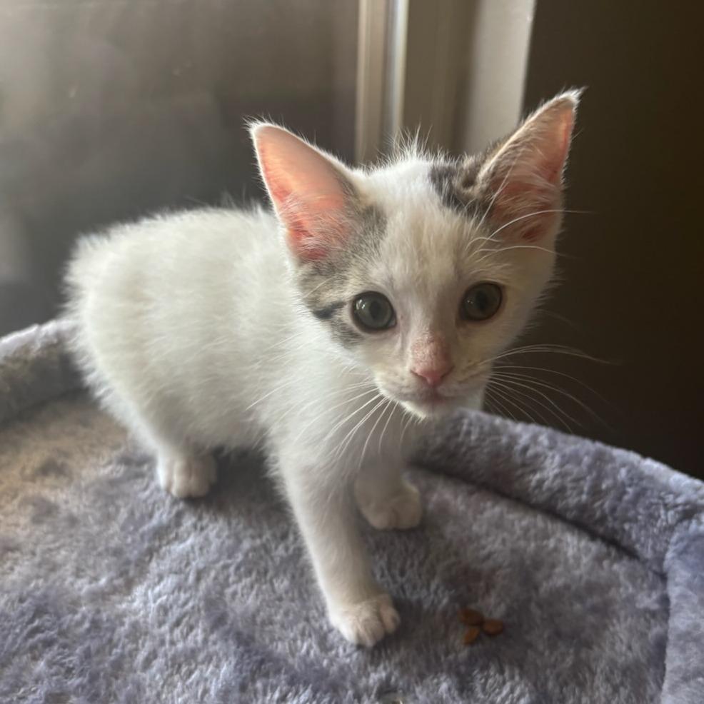 Mochi, Adoptable, Young Female Domestic Short Hair.