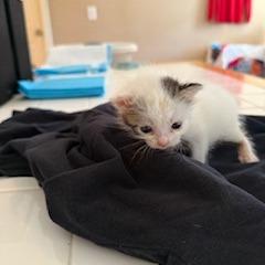 Enlarge Mochi, a Adoptable Domestic Short Hair in Colorado Springs, CO image 2/3