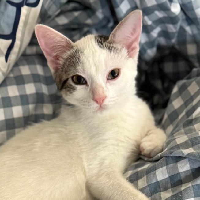 Enlarge Mochi, a Adoptable Domestic Short Hair in Colorado Springs, CO image 3/3