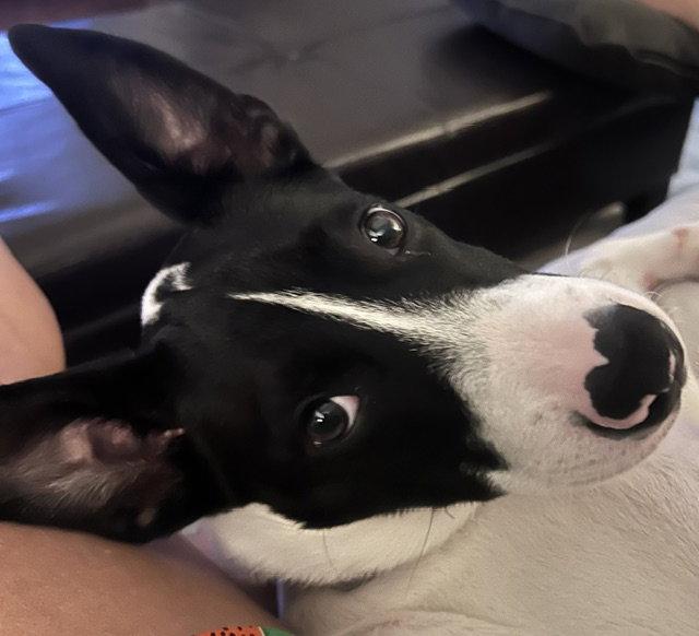 Pippa photo