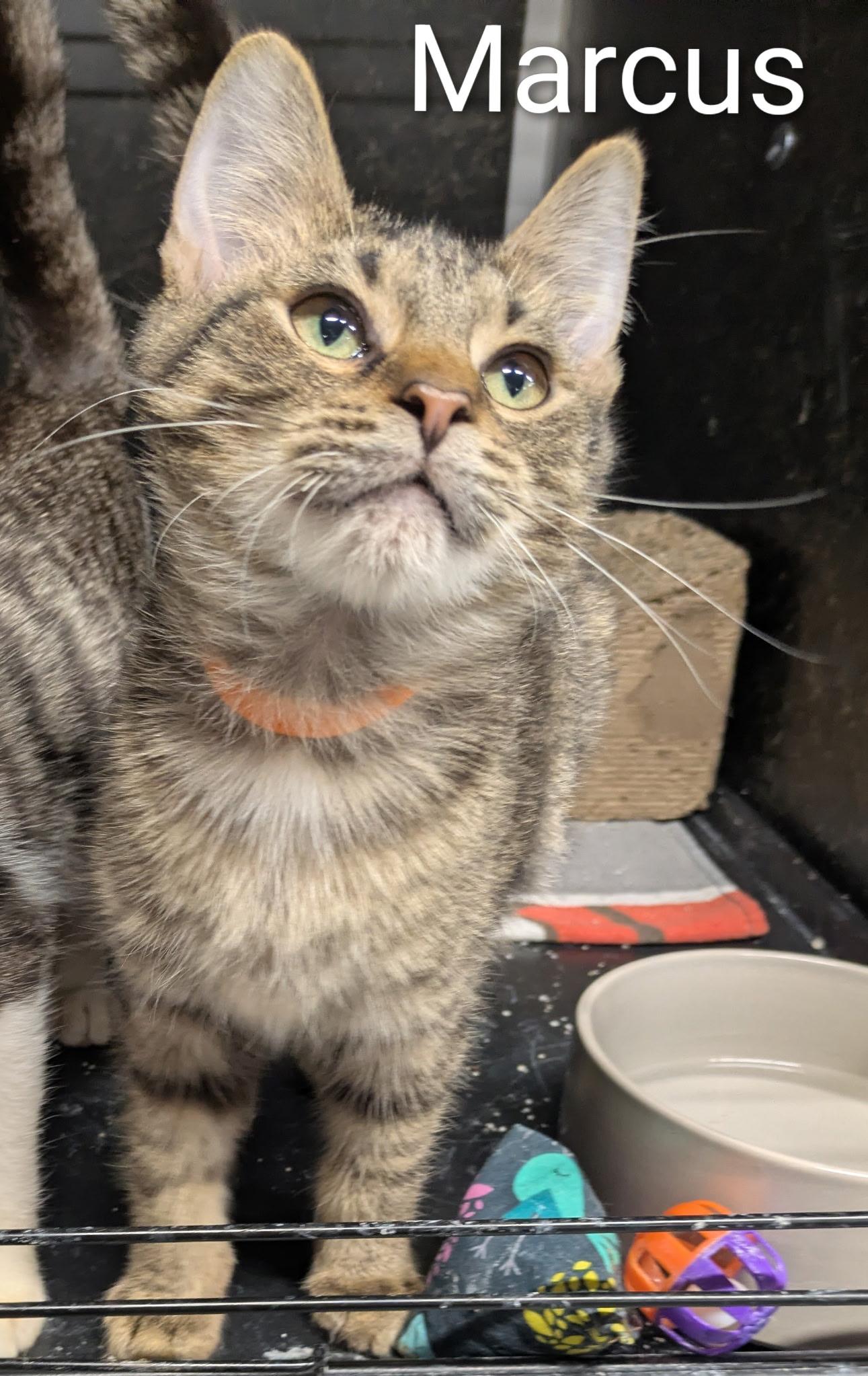 Enlarge Marcus , a Adoptable Domestic Short Hair in Mears, MI image 3/3