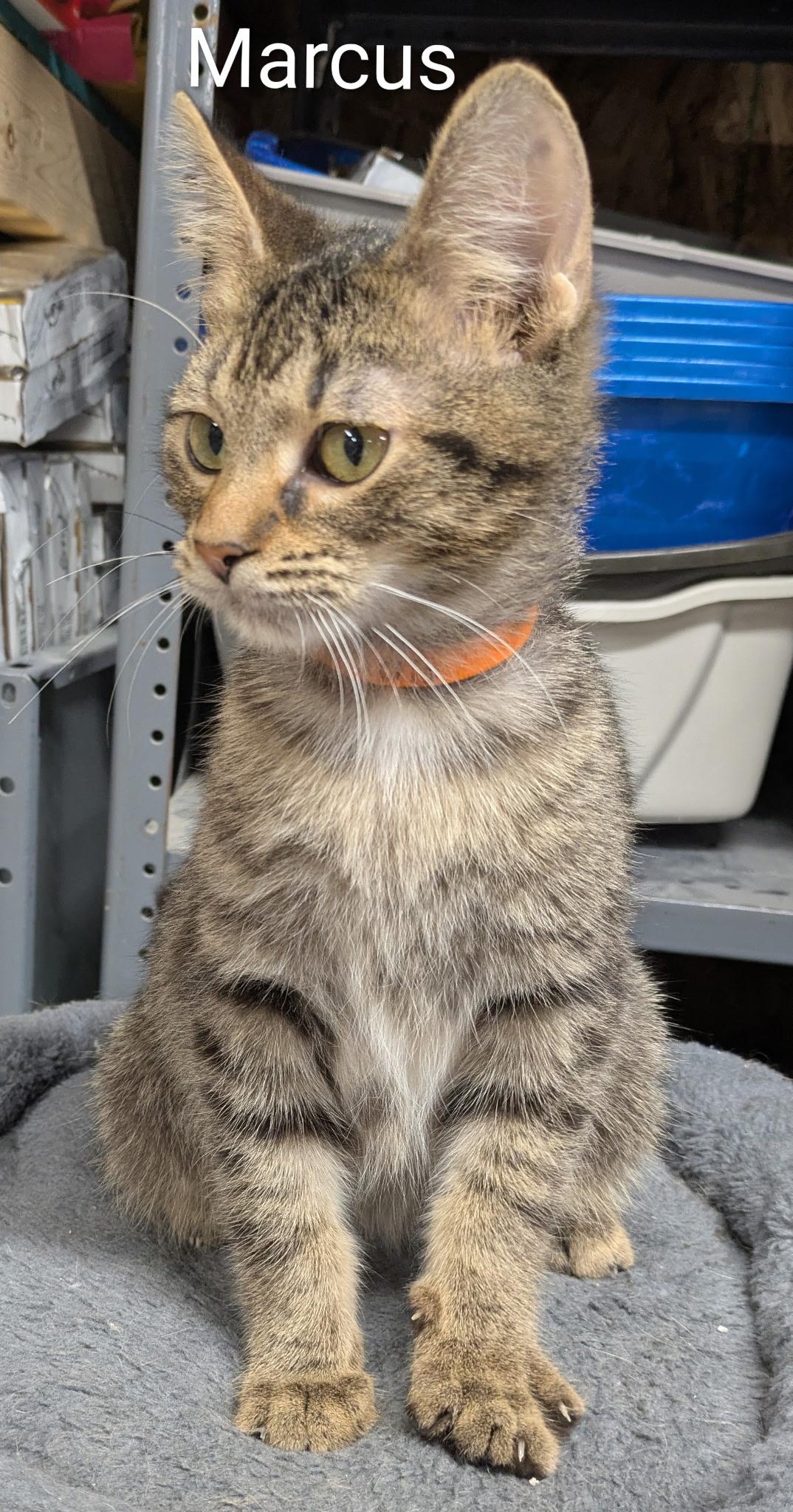 Marcus , Adoptable, Kitten Male Domestic Short Hair.