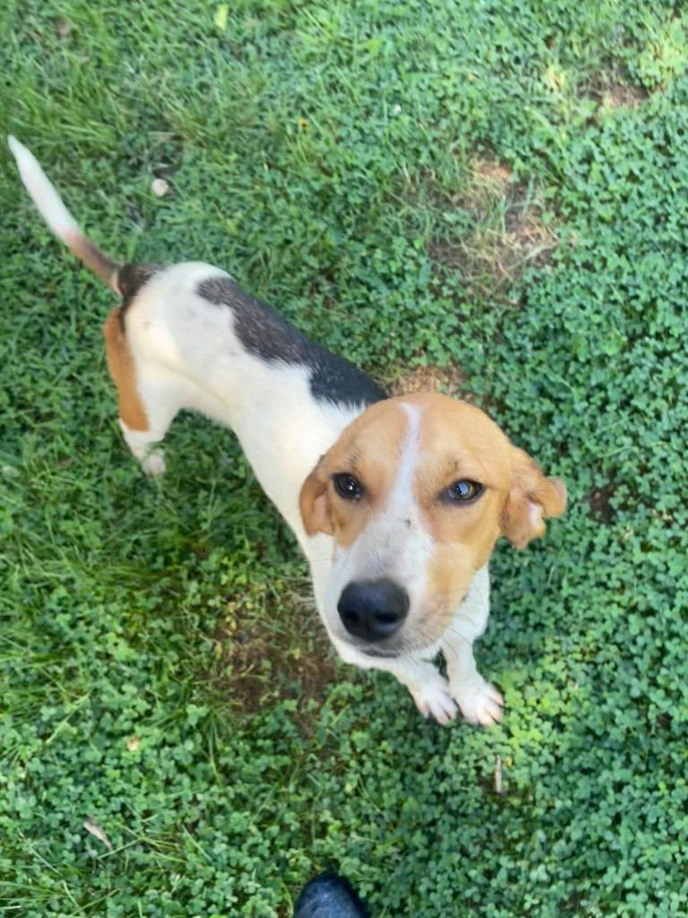 Cassie, Adoptable, Adult Female Hound.