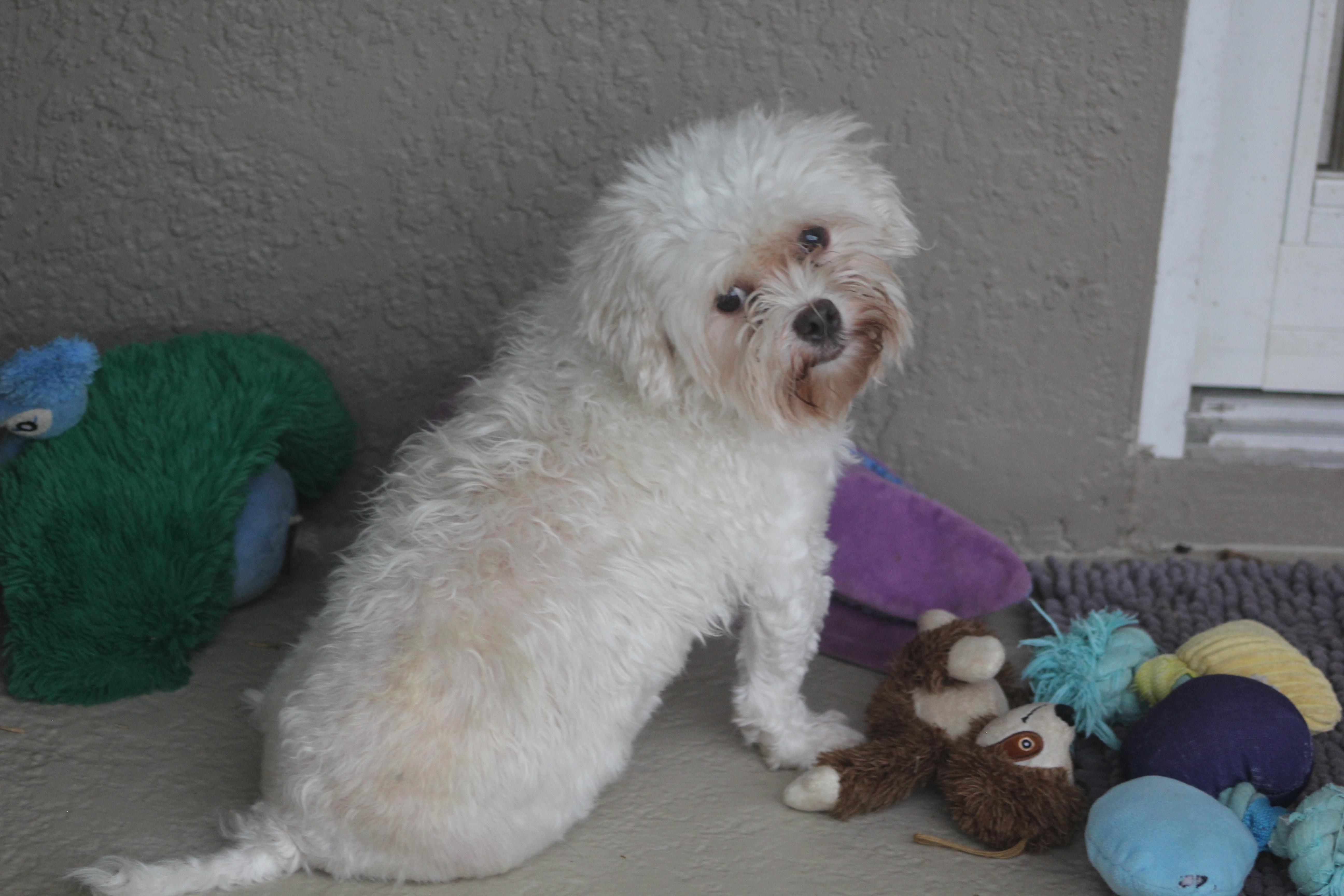 Enlarge Prissy, a Adopted mixed breed in Orlando, FL image 1/2