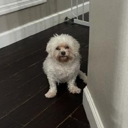 Enlarge Prissy, a Adopted mixed breed in Orlando, FL image 2/2