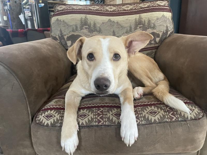 Charlotte, a Adoptable mixed breed in Bancroft, ON image 1/4