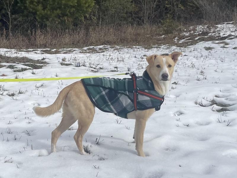 Charlotte, a Adoptable mixed breed in Bancroft, ON image 4/4
