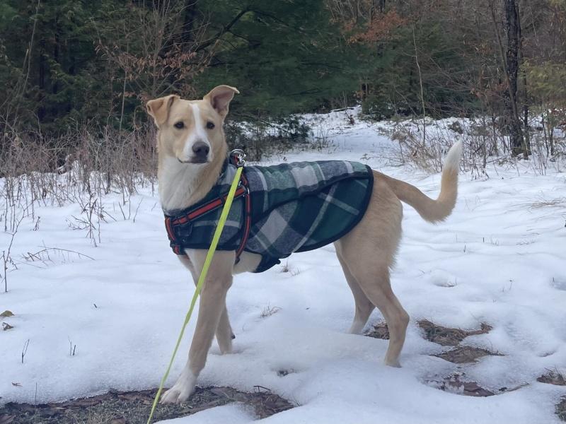 Charlotte, a Adoptable mixed breed in Bancroft, ON image 2/4