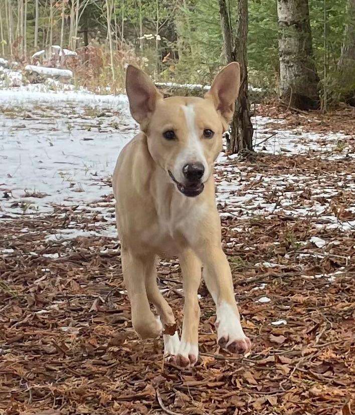 Charlotte, a Adoptable mixed breed in Bancroft, ON image 3/4