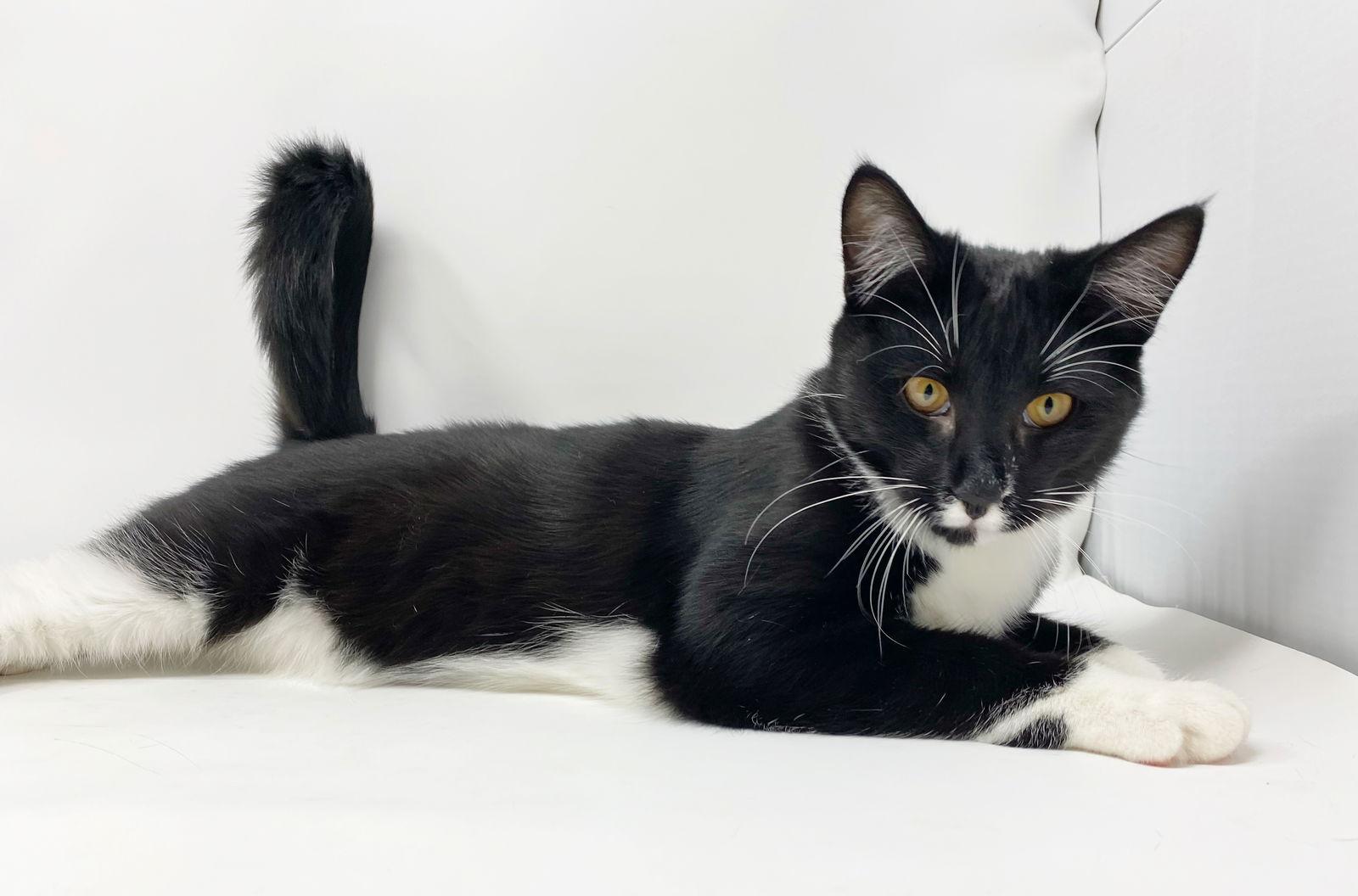 Enlarge Cr Litter Terrace, a Adoptable Domestic Short Hair in Williamston, MI image 2/3