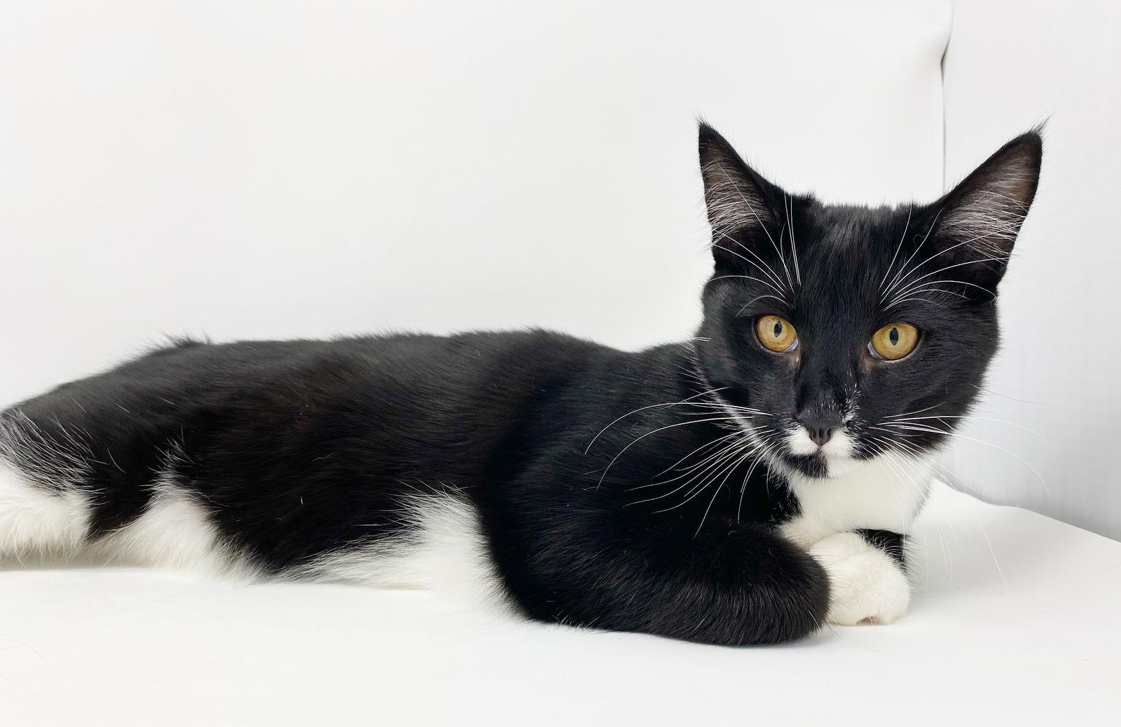 Enlarge Cr Litter Terrace, a Adoptable Domestic Short Hair in Williamston, MI image 3/3