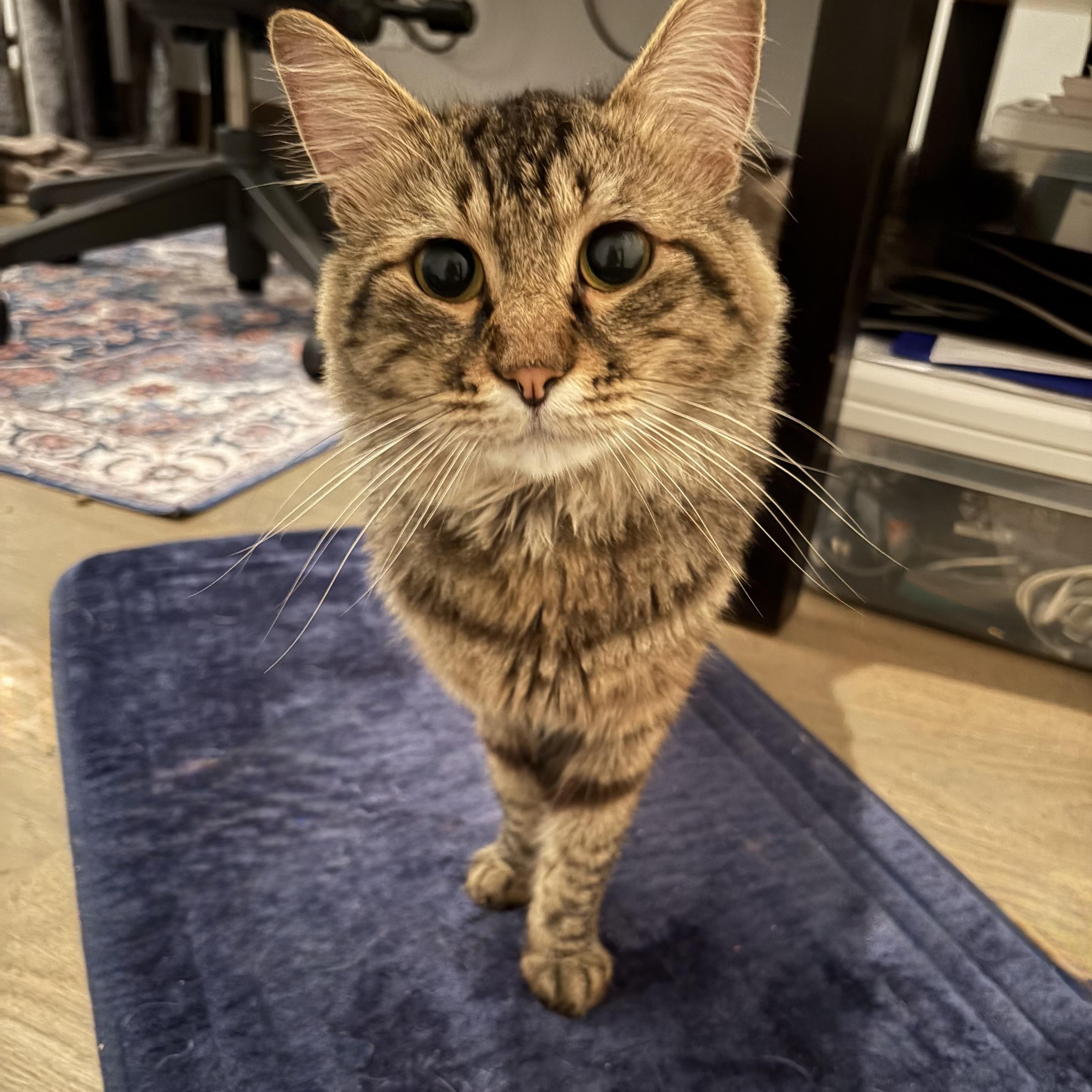 Enlarge Colin, a ADOPTABLE Domestic Medium Hair in Norwalk, CT image 5/5