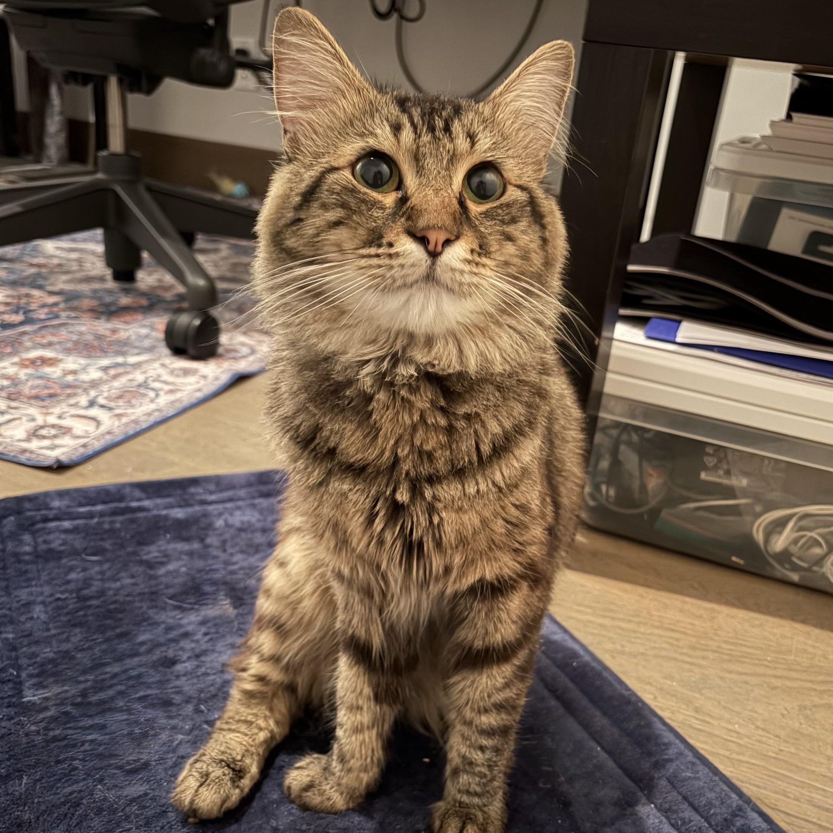 Colin, ADOPTABLE, Young Male Domestic Medium Hair.