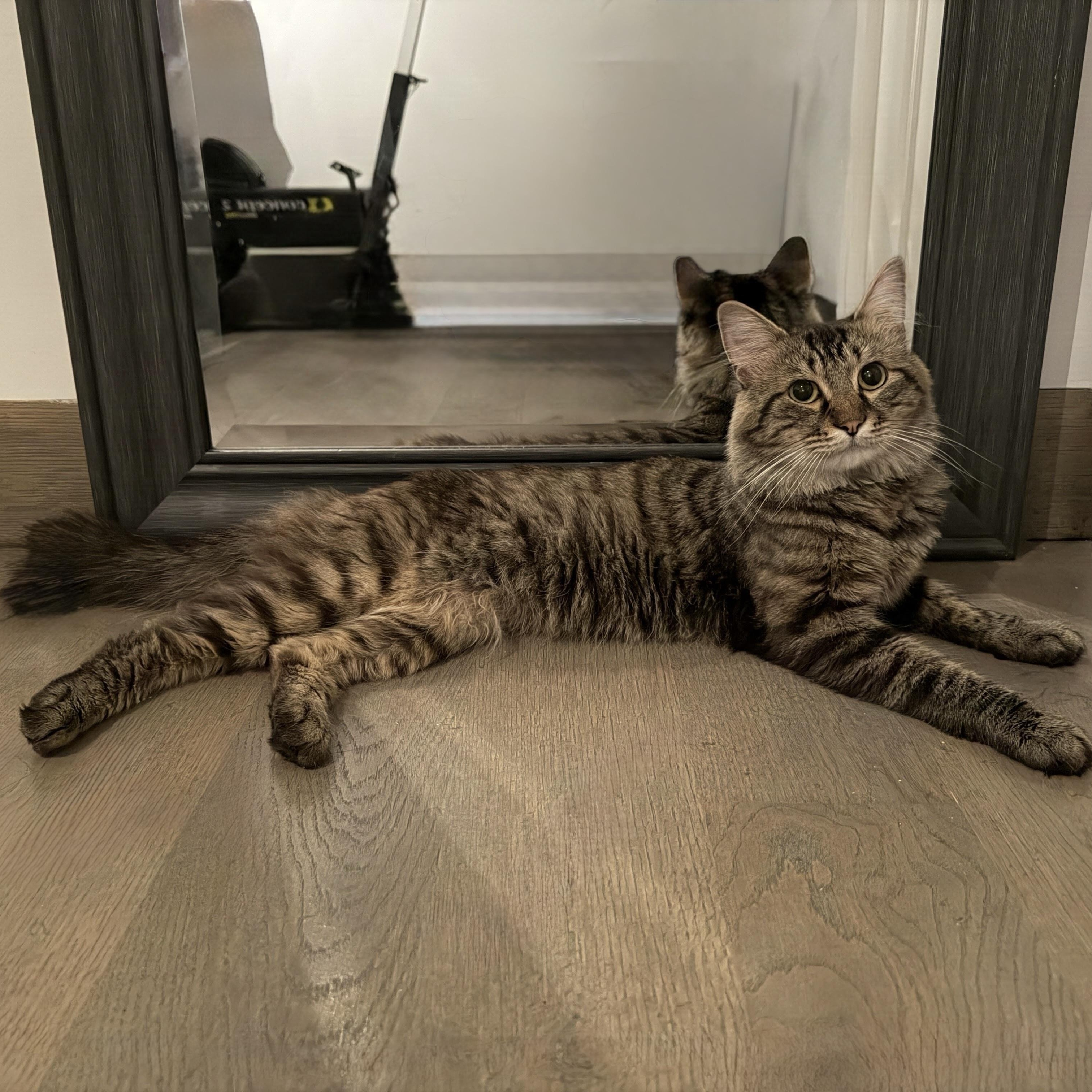Enlarge Colin, a ADOPTABLE Domestic Medium Hair in Norwalk, CT image 4/5