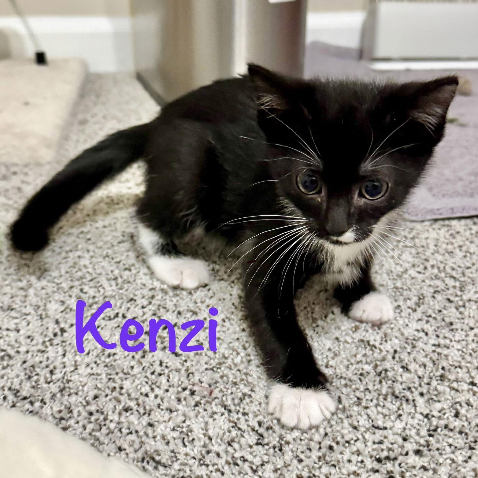 Kenzi - Bonded with Sadie, Adoptable, Kitten Female Domestic Short Hair.
