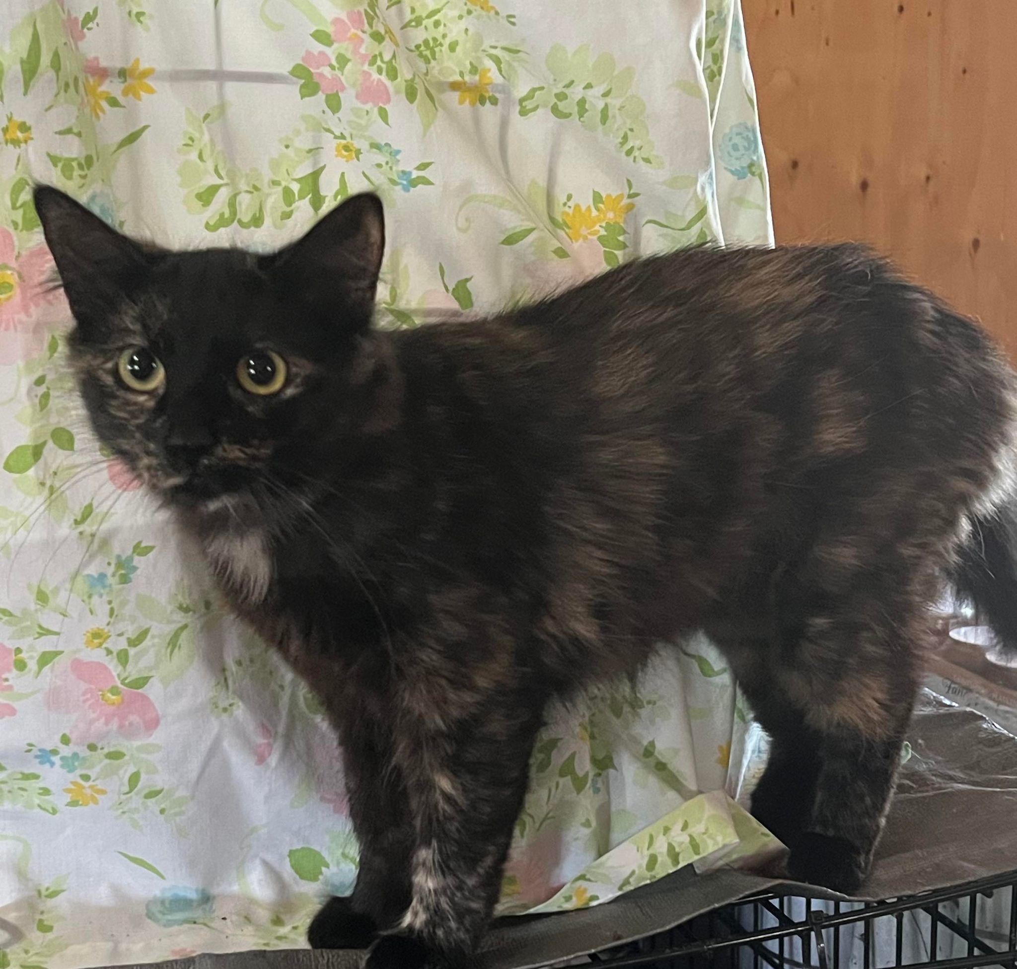 Roses, Adopted, Young Female Tortoiseshell.