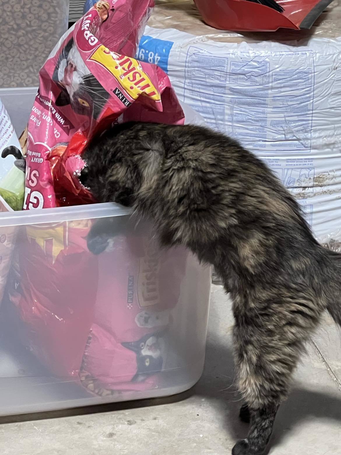 Enlarge Roses, a Adopted Tortoiseshell in Shakopee , MN image 2/12