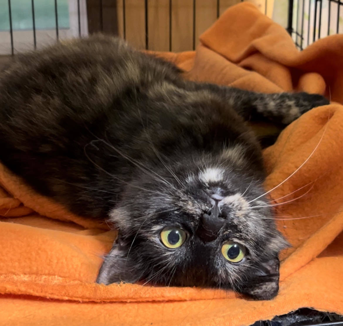 Enlarge Roses, a Adopted Tortoiseshell in Shakopee , MN image 3/12