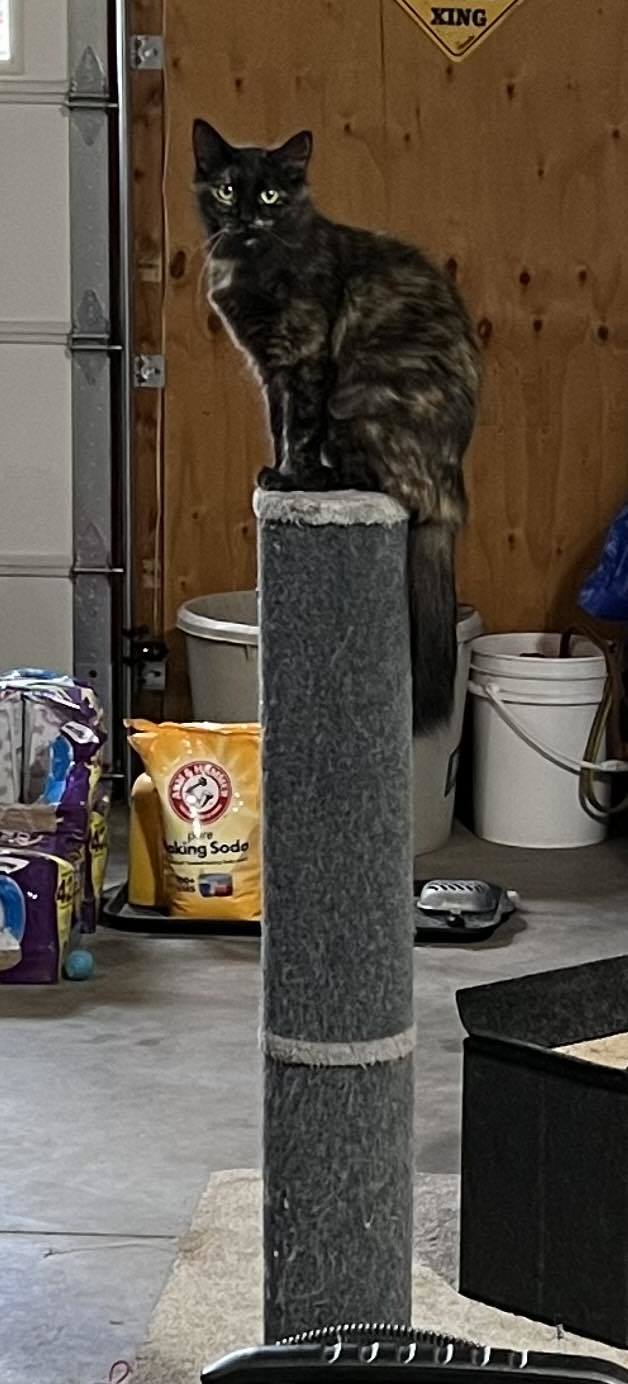 Enlarge Roses, a Adopted Tortoiseshell in Shakopee , MN image 4/12