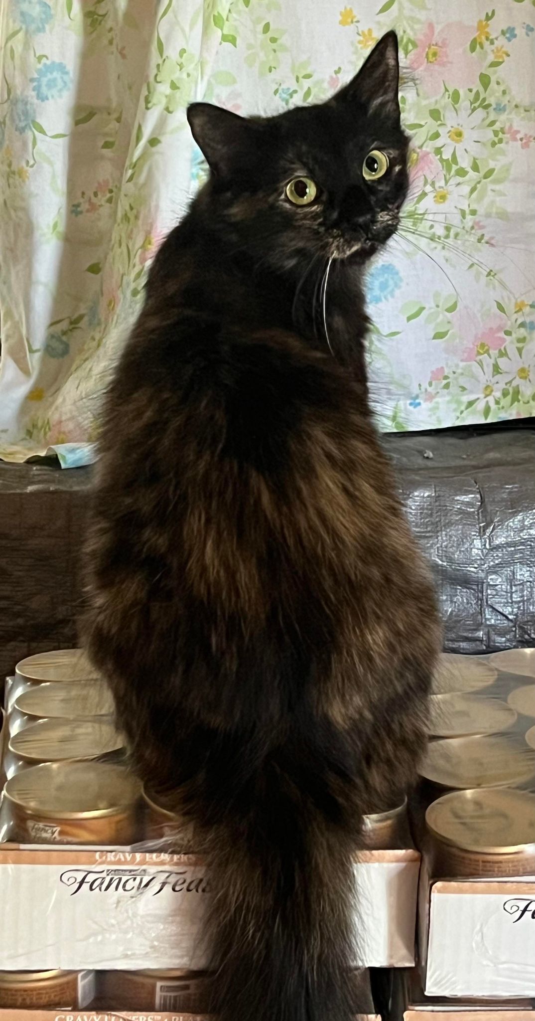 Enlarge Roses, a Adopted Tortoiseshell in Shakopee , MN image 5/12