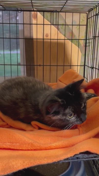 Enlarge Roses, a Adopted Tortoiseshell in Shakopee , MN video 12/12