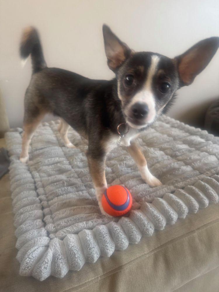 Diego, ADOPTABLE, Puppy Male Chihuahua.