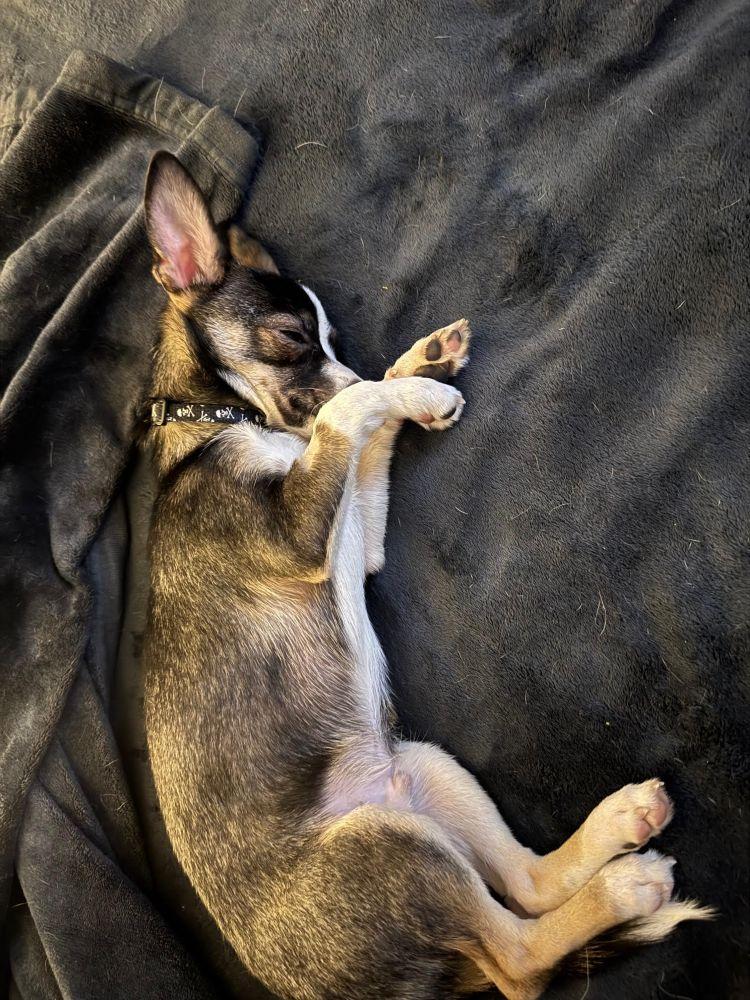 Enlarge Diego, a ADOPTABLE Chihuahua in Barrington, IL image 5/6