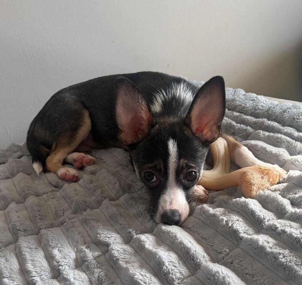 Enlarge Diego, a ADOPTABLE Chihuahua in Barrington, IL image 1/6