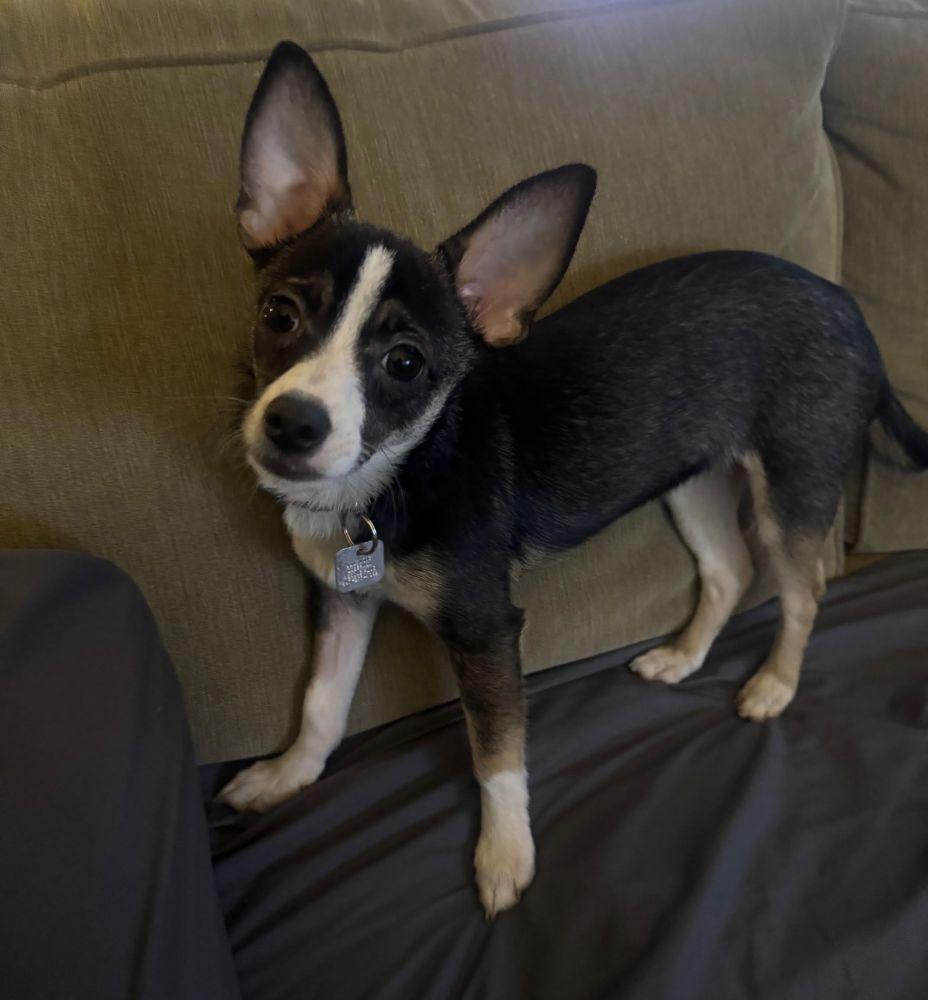 Enlarge Diego, a ADOPTABLE Chihuahua in Barrington, IL image 6/6