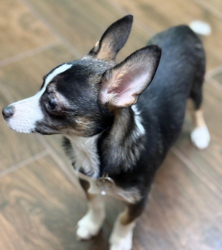 Enlarge Diego, a ADOPTABLE Chihuahua in Barrington, IL image 4/6