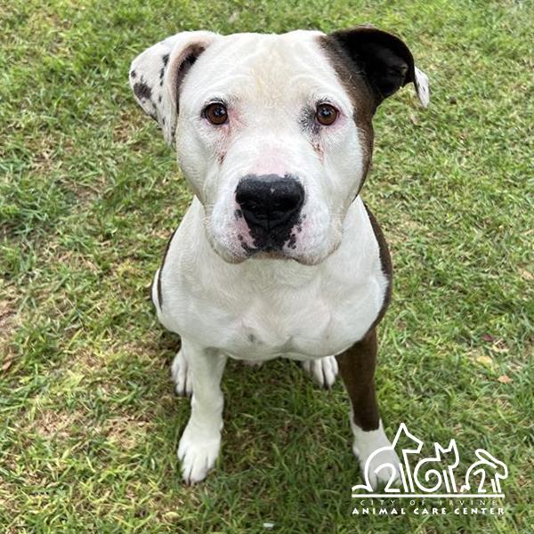 Enlarge GUS, a Adoptable Pit Bull Terrier in Irvine, CA image 1/1