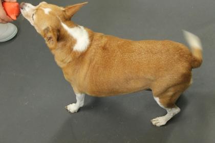 Freya, Adoptable, Young Female Cardigan Welsh Corgi & Chihuahua.