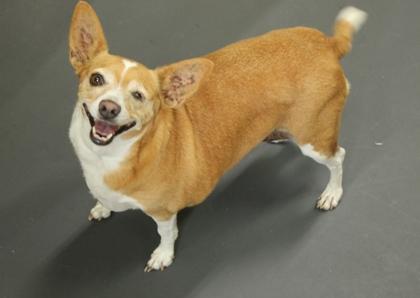 Enlarge Freya, a Adoptable mixed breed in Picayune, MS image 2/3