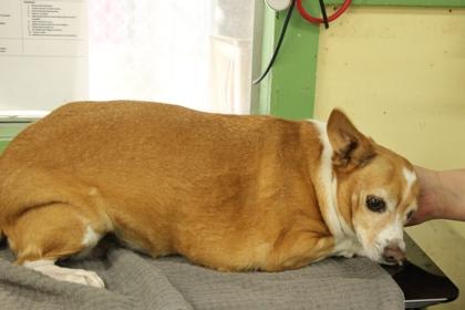 Enlarge Freya, a Adoptable mixed breed in Picayune, MS image 3/3