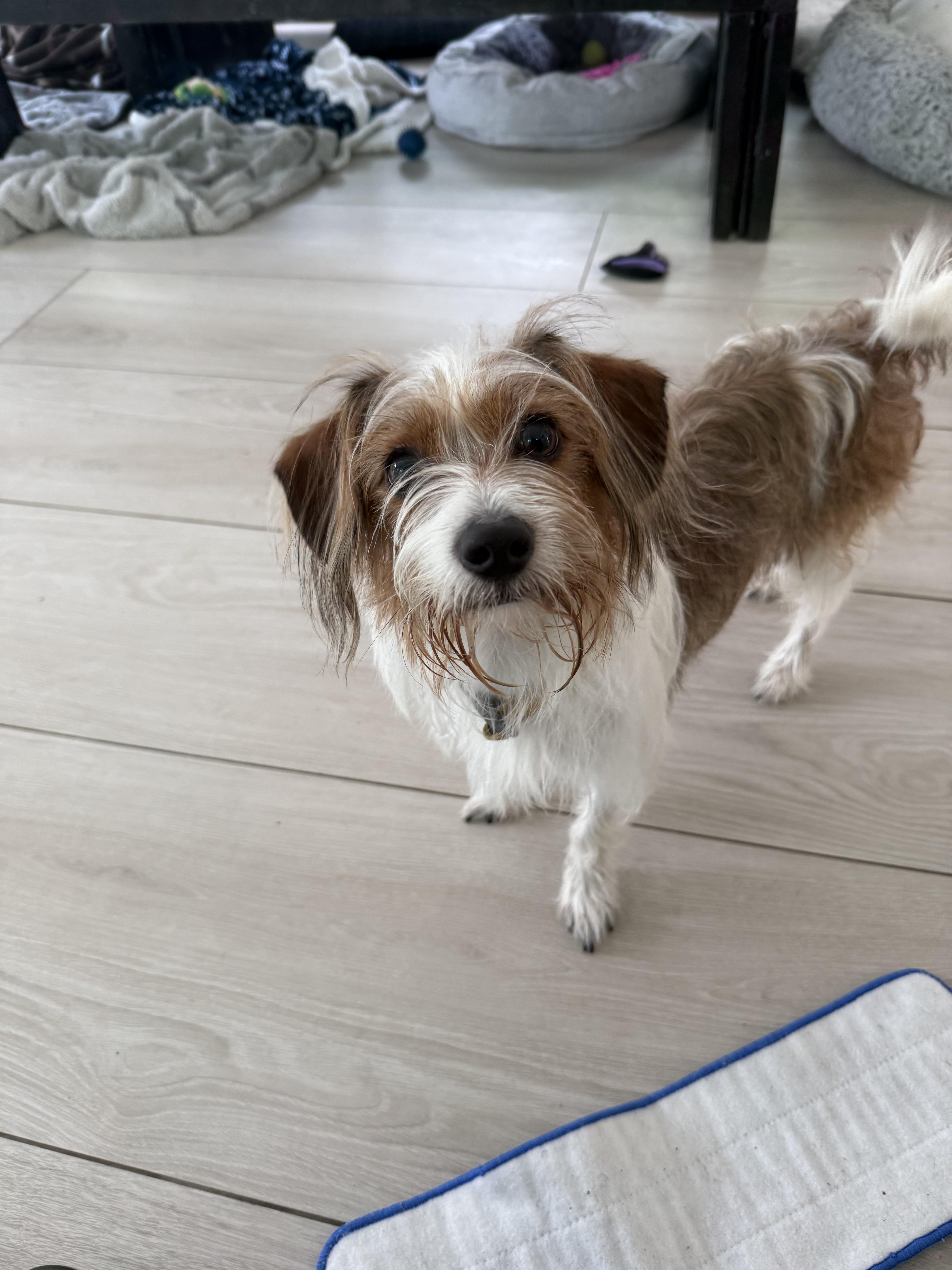 Enlarge Charlie, a ADOPTABLE mixed breed in Miami, FL image 1/1