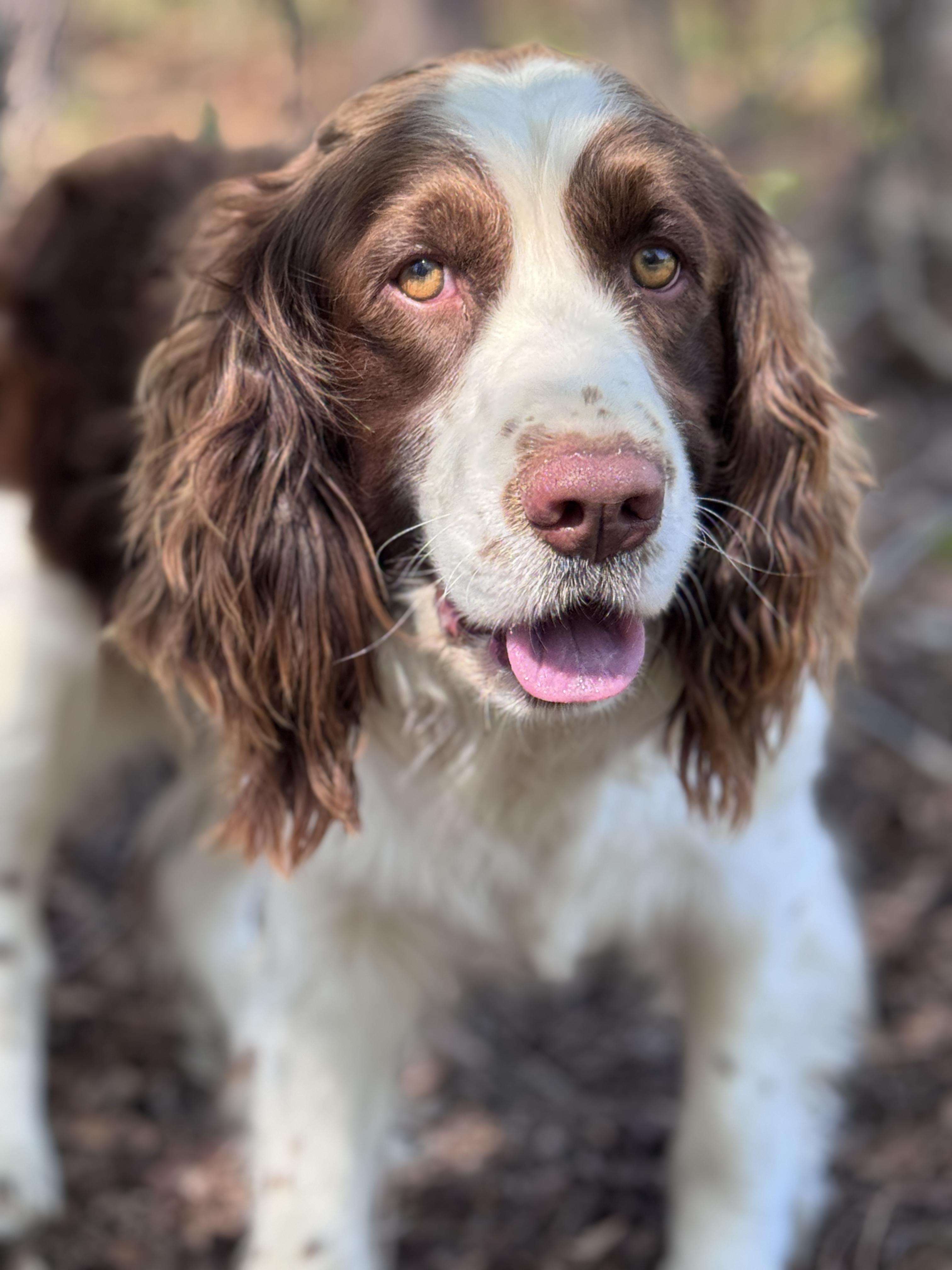 Peanut , an adopted English Springer Spaniel in SYLVANIA, GA image 2/4