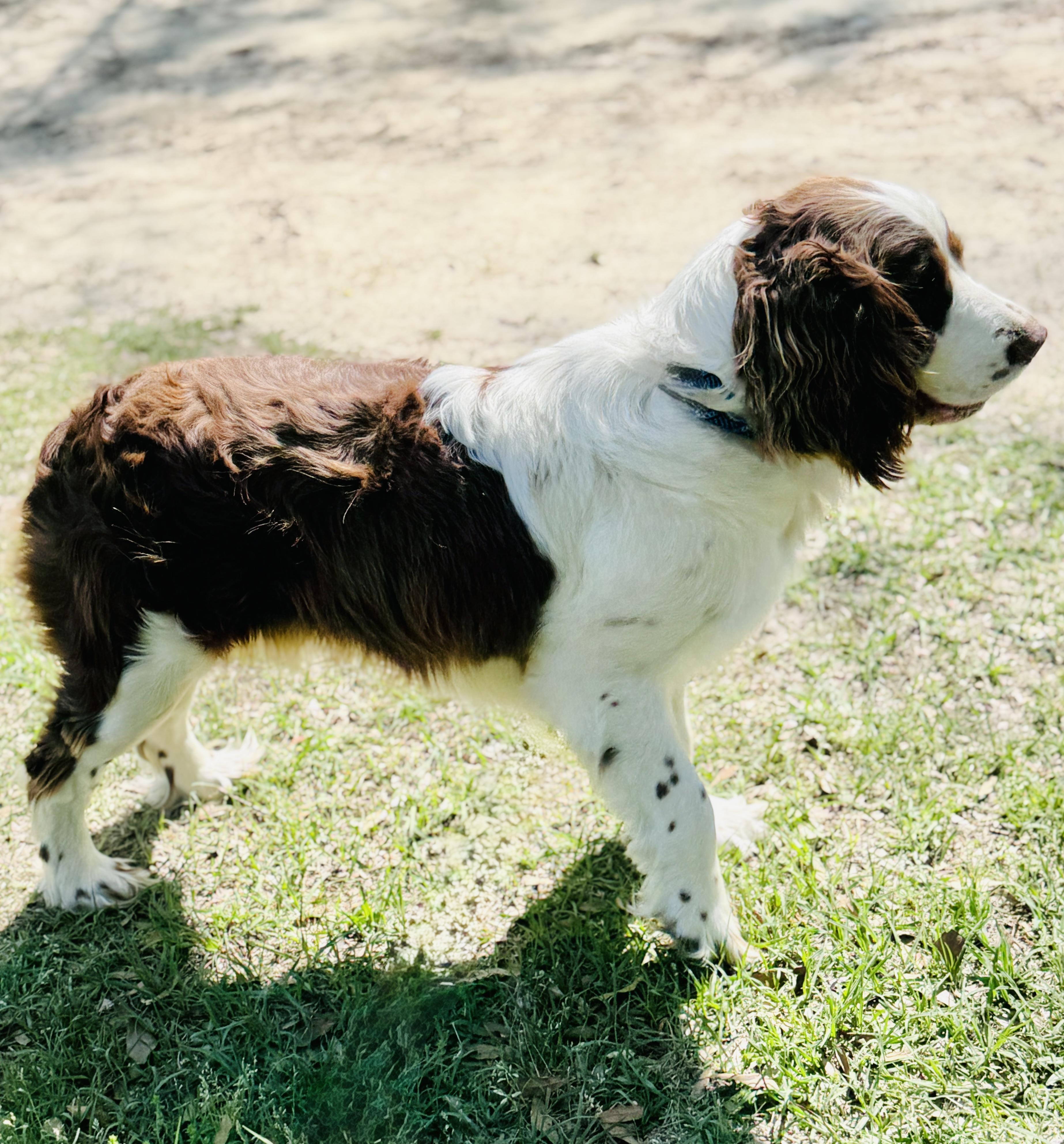 Peanut , an adopted English Springer Spaniel in SYLVANIA, GA image 4/4