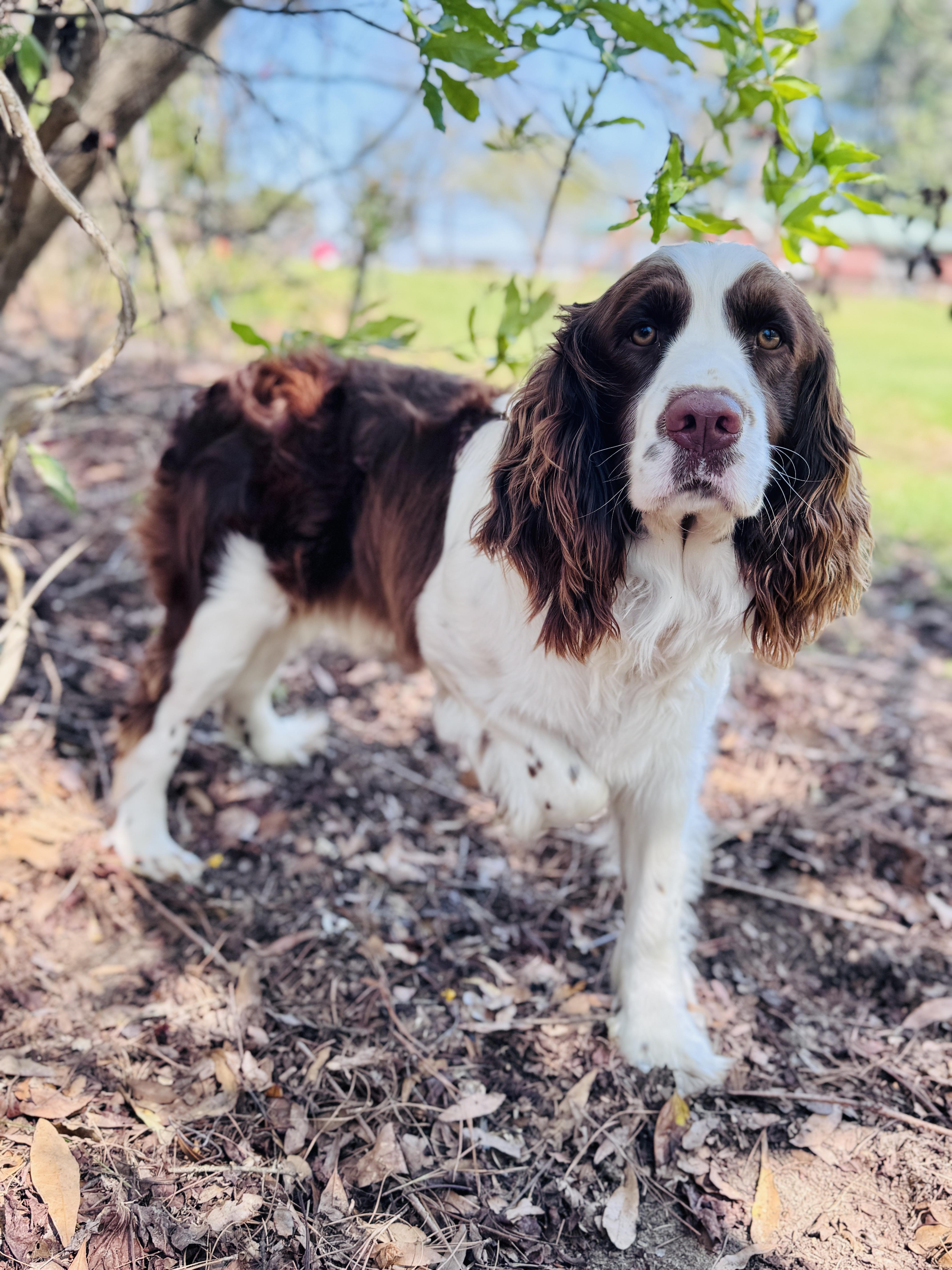 Peanut , an adopted English Springer Spaniel in SYLVANIA, GA image 3/4