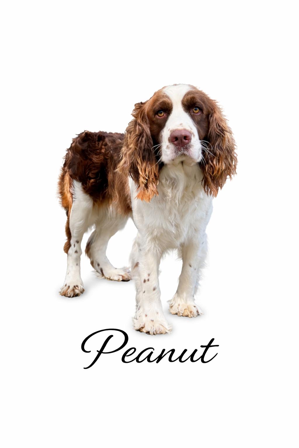 Peanut , an adopted English Springer Spaniel in SYLVANIA, GA image 1/4