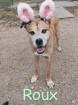 Roux (164356) (In a Foster Home), a ADOPTABLE Boxer in Baton Rouge, LA image 3/5