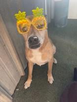 Roux (164356) (In a Foster Home), a ADOPTABLE Boxer in Baton Rouge, LA image 2/5