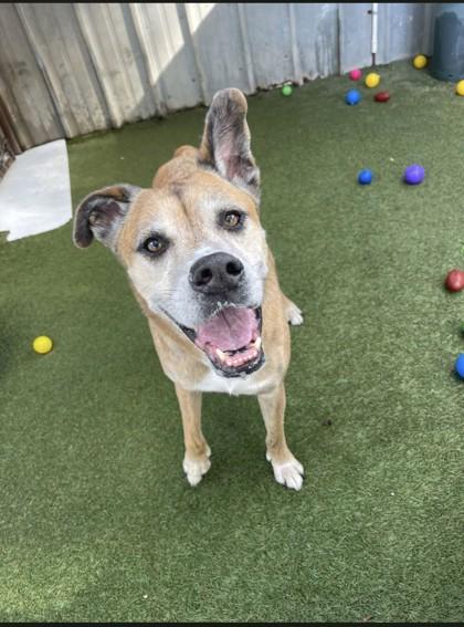 Roux (164356) (In a Foster Home), ADOPTABLE, Adult Male Boxer.