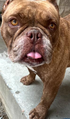 Enlarge Bubbles Babe, a Adoptable mixed breed in Jackson, LA image 1/1