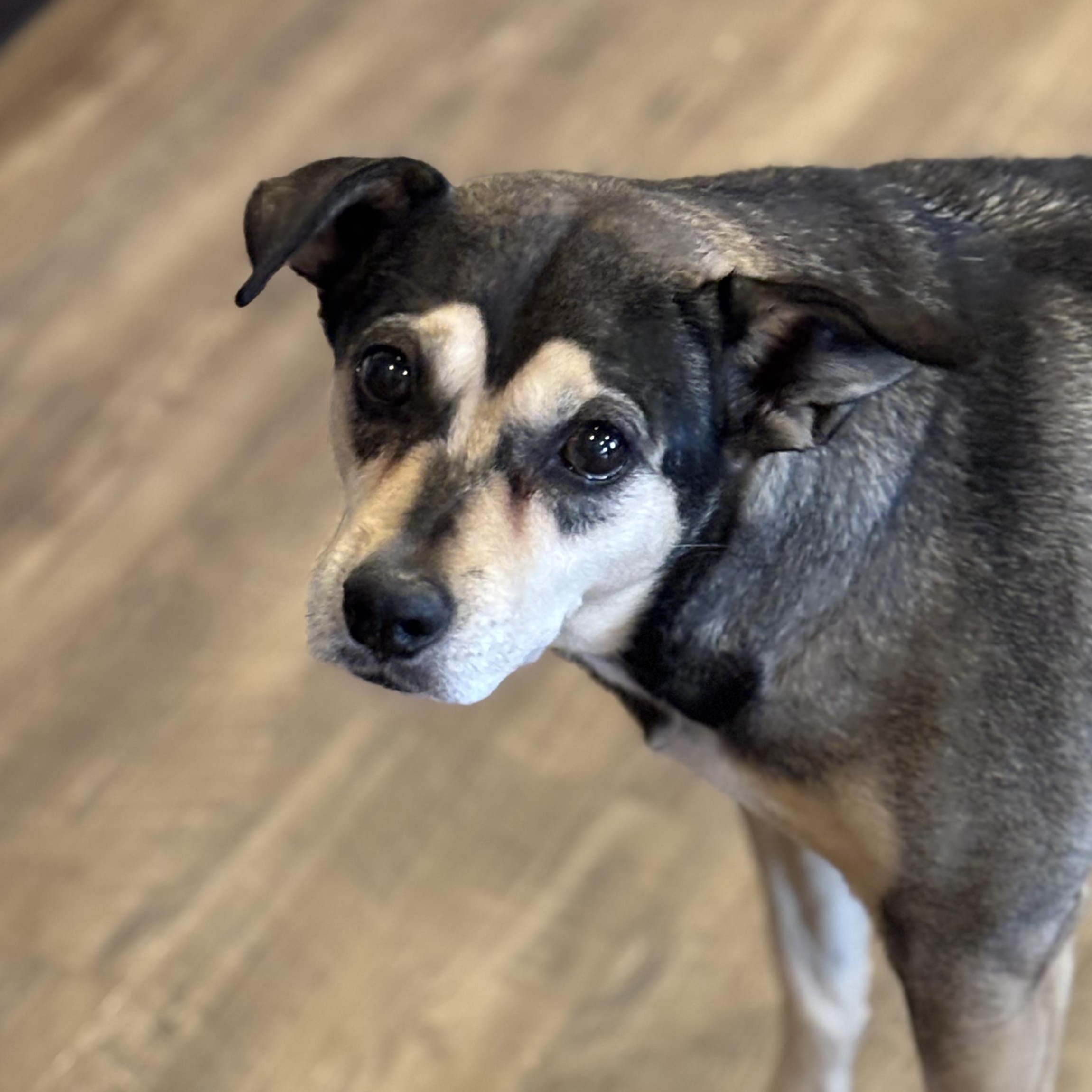 Missy, Adoptable, Senior Female Shepherd.