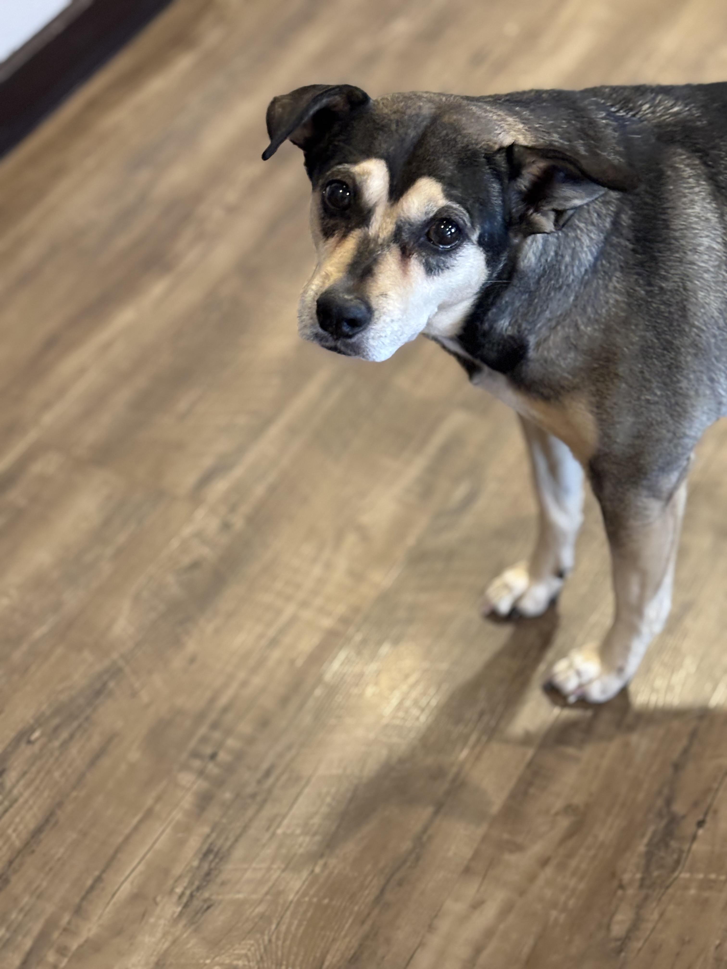 Missy, an adoptable Shepherd in Watertown, WI, 53094 | Photo Image 2