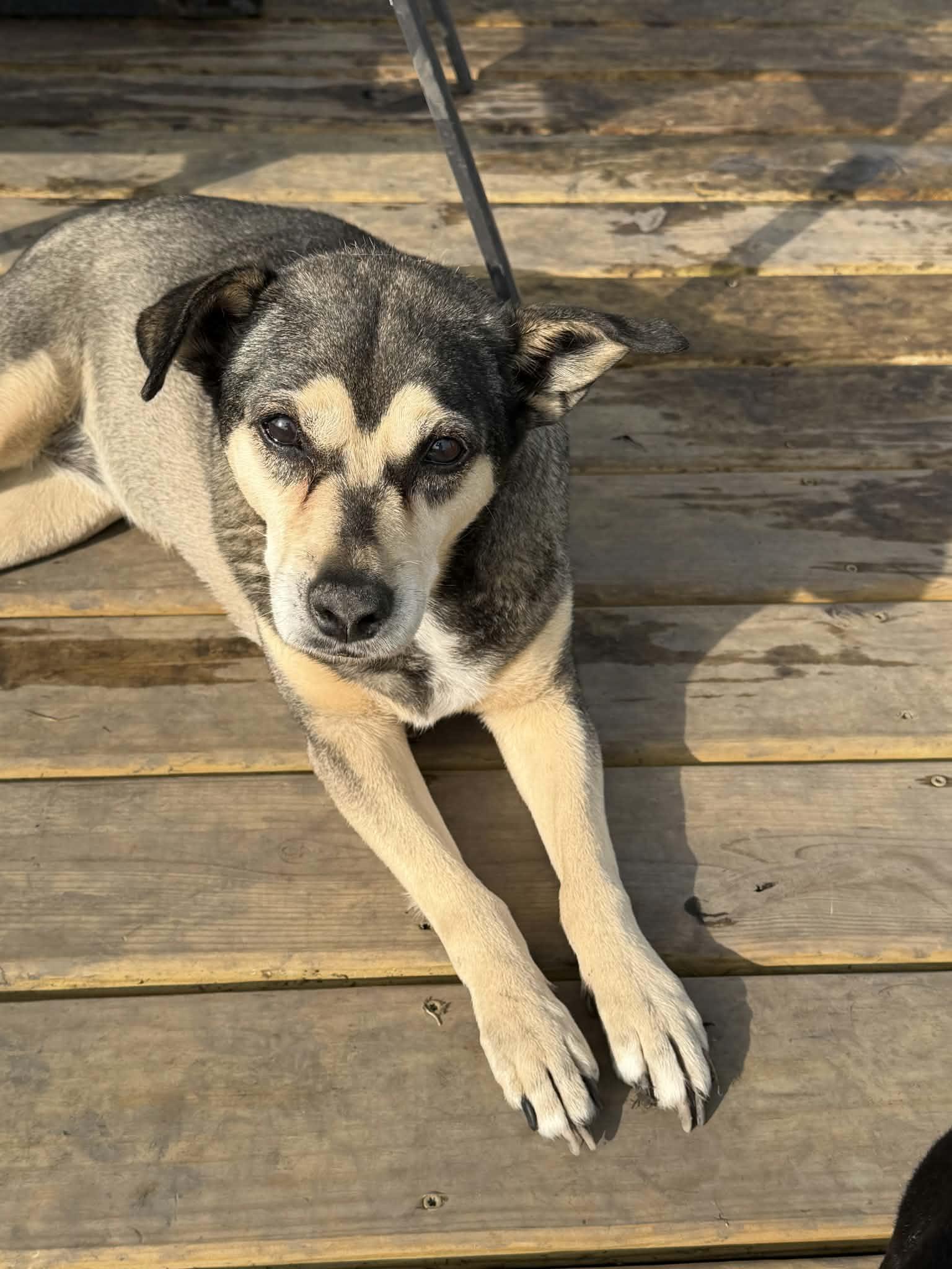 Missy, Adoptable, Senior Female Shepherd.